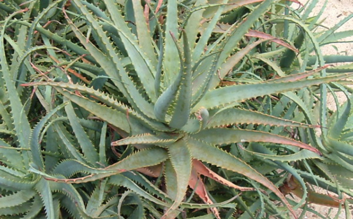 Почему столетник. Алоэ остистое хавортия. Алоэ древовидное (Aloe arborescens). Алоэ столетник остистое. Алоэ складчатое (Aloe plicatilis).