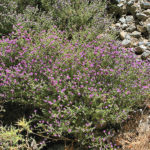 Θυμάρι – Thymus vulgaris L