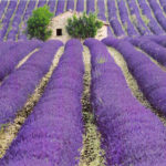 Λεβάντα – Lavandula