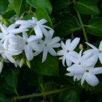 Γιασεμί ή ίασμος (Jasminum)