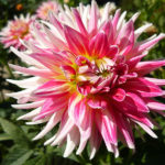 Nτάλια (Dahlia)