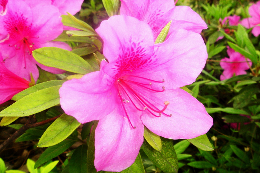 Azalea