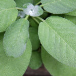 Φασκόμηλο (Salvia officinalis)