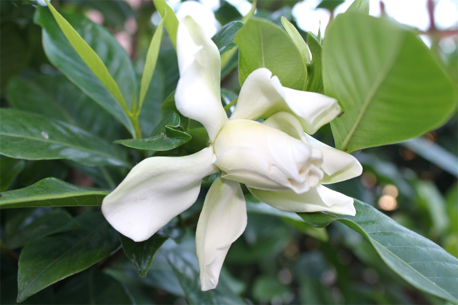 gardenia-1