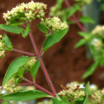 Mαντζουράνα (Origanum mojorana L.)