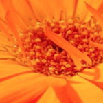 Η Calendula officinalis, η καλέντουλα η φαρμακευτική,